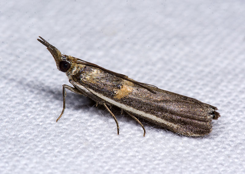 Pyralidae: Etiella zinckenella ? S